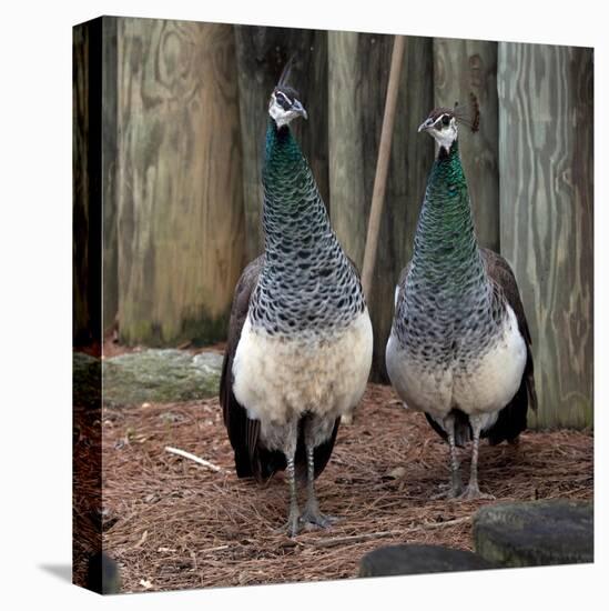 Peacocks-Carol Highsmith-Stretched Canvas