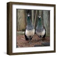 Peacocks-Carol Highsmith-Framed Art Print