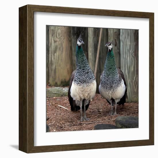 Peacocks-Carol Highsmith-Framed Art Print