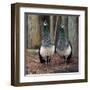 Peacocks-Carol Highsmith-Framed Art Print