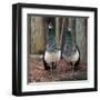 Peacocks-Carol Highsmith-Framed Art Print