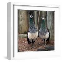 Peacocks-Carol Highsmith-Framed Art Print