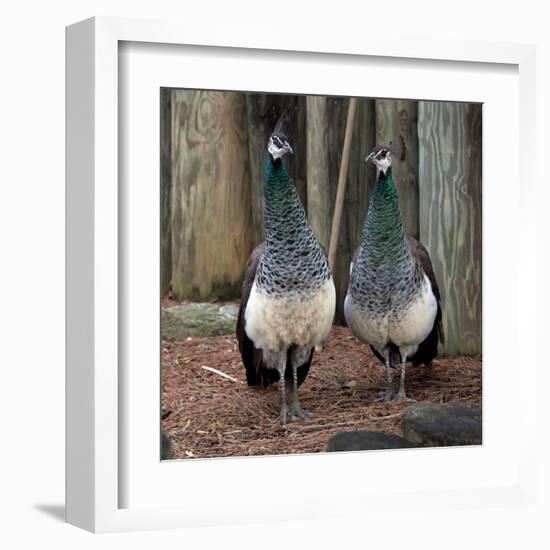 Peacocks-Carol Highsmith-Framed Art Print