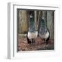 Peacocks-Carol Highsmith-Framed Art Print