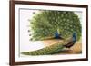 Peacocks-R. B. Davis-Framed Giclee Print