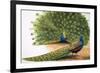 Peacocks-R. B. Davis-Framed Giclee Print