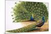 Peacocks-R. B. Davis-Mounted Giclee Print