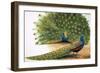 Peacocks-R. B. Davis-Framed Giclee Print