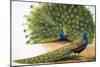 Peacocks-R. B. Davis-Mounted Giclee Print