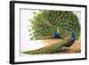 Peacocks-R. B. Davis-Framed Giclee Print