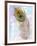 Peacocl Feather 2-Beverly Dyer-Framed Art Print