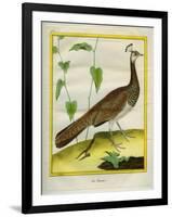 Peahen-Georges-Louis Buffon-Framed Premium Giclee Print