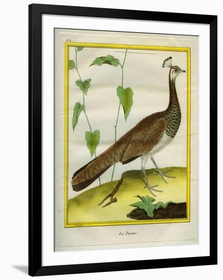 Peahen-Georges-Louis Buffon-Framed Premium Giclee Print