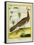 Peahen-Georges-Louis Buffon-Framed Stretched Canvas