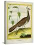 Peahen-Georges-Louis Buffon-Stretched Canvas