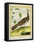 Peahen-Georges-Louis Buffon-Framed Stretched Canvas