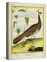 Peahen-Georges-Louis Buffon-Stretched Canvas