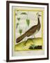 Peahen-Georges-Louis Buffon-Framed Giclee Print