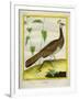 Peahen-Georges-Louis Buffon-Framed Giclee Print