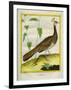 Peahen-Georges-Louis Buffon-Framed Giclee Print