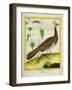 Peahen-Georges-Louis Buffon-Framed Giclee Print