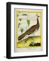 Peahen-Georges-Louis Buffon-Framed Giclee Print