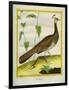 Peahen-Georges-Louis Buffon-Framed Giclee Print