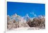 Peak of Mount Everest with snow covered forest, Himalayas, Nepal, Asia-Laura Grier-Framed Photographic Print