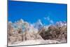 Peak of Mount Everest with snow covered forest, Himalayas, Nepal, Asia-Laura Grier-Mounted Photographic Print