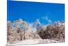 Peak of Mount Everest with snow covered forest, Himalayas, Nepal, Asia-Laura Grier-Mounted Photographic Print