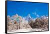 Peak of Mount Everest with snow covered forest, Himalayas, Nepal, Asia-Laura Grier-Framed Stretched Canvas