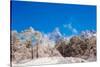 Peak of Mount Everest with snow covered forest, Himalayas, Nepal, Asia-Laura Grier-Stretched Canvas