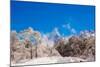 Peak of Mount Everest with snow covered forest, Himalayas, Nepal, Asia-Laura Grier-Mounted Photographic Print