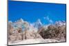 Peak of Mount Everest with snow covered forest, Himalayas, Nepal, Asia-Laura Grier-Mounted Photographic Print