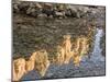 Peaks Reflecting in Small Pool at Mossy Cave at Bryce Canyon National Park, Utah, USA-Tom Norring-Mounted Premium Photographic Print