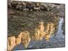 Peaks Reflecting in Small Pool at Mossy Cave at Bryce Canyon National Park, Utah, USA-Tom Norring-Mounted Photographic Print