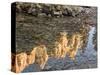 Peaks Reflecting in Small Pool at Mossy Cave at Bryce Canyon National Park, Utah, USA-Tom Norring-Stretched Canvas