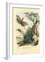 Peanut-Head Bug, 1863-79-Raimundo Petraroja-Framed Giclee Print