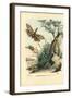 Peanut-Head Bug, 1863-79-Raimundo Petraroja-Framed Giclee Print