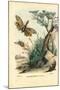 Peanut-Head Bug, 1863-79-Raimundo Petraroja-Mounted Giclee Print