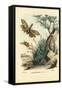 Peanut-Head Bug, 1863-79-Raimundo Petraroja-Framed Stretched Canvas