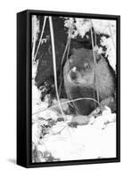 Peanut the Groundhog Looking out of Burrow-Mike Feldman-Framed Stretched Canvas