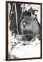 Peanut the Groundhog Looking out of Burrow-Mike Feldman-Framed Premium Photographic Print