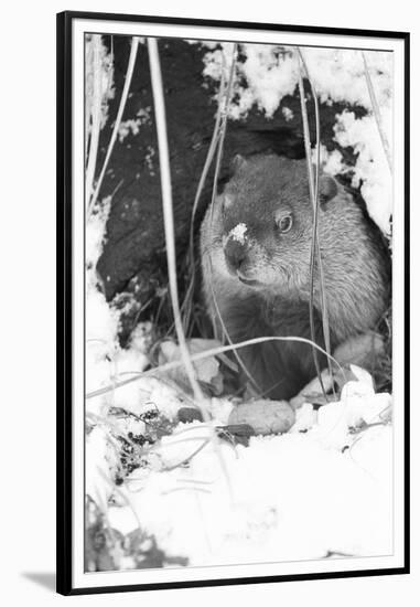 Peanut the Groundhog Looking out of Burrow-Mike Feldman-Framed Premium Photographic Print