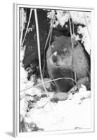 Peanut the Groundhog Looking out of Burrow-Mike Feldman-Framed Premium Photographic Print