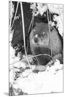 Peanut the Groundhog Looking out of Burrow-Mike Feldman-Mounted Premium Photographic Print