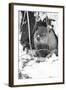 Peanut the Groundhog Looking out of Burrow-Mike Feldman-Framed Photographic Print