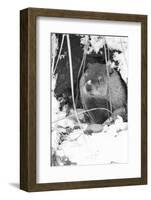 Peanut the Groundhog Looking out of Burrow-Mike Feldman-Framed Photographic Print