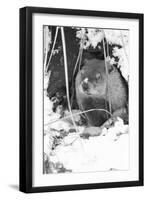 Peanut the Groundhog Looking out of Burrow-Mike Feldman-Framed Photographic Print