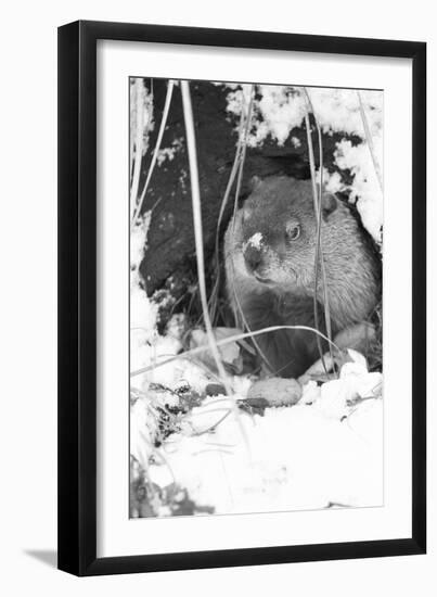 Peanut the Groundhog Looking out of Burrow-Mike Feldman-Framed Photographic Print